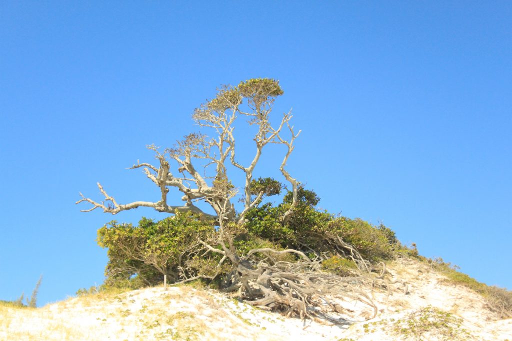 Figueira-nas-Prainhas-do-Pontal-do-Atalaia-em-Arraial-do-Cabo-RJ